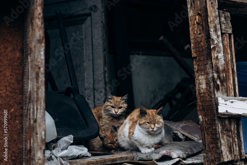 red cat sits on the background of houses