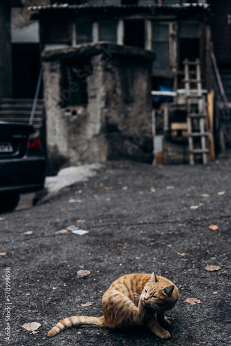 red cat sits on the background of houses