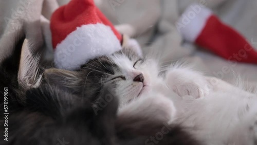 Christmas kittens. Little fluffy pets with santa claus hat. Cute cats sleep in the new year. High quality 4k footage