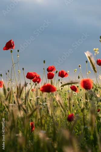 Papaveraceae or poppy family red flowers in the field painting effect for wallpaper.