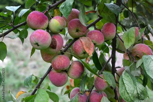 Fruit tree. Ripe juicy apples on a tree branch.