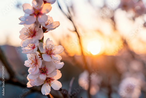 Flowers of the almond tree on sunny day. Beautiful nature scene with blooming tree. Spring flowers. Beautiful Orchard. Springtime