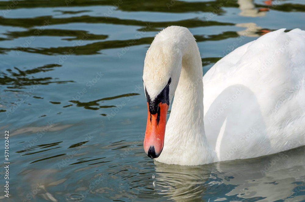 Naklejka premium White swan swimming in the lake