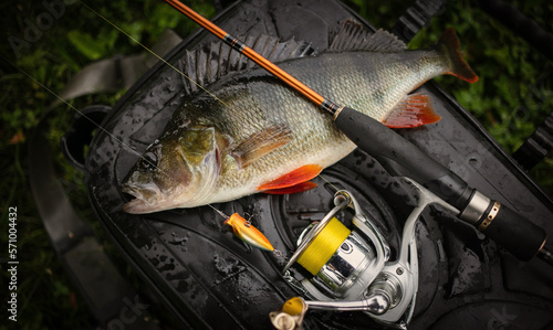 Perch-fish and fishing rod on natural wet background. 
