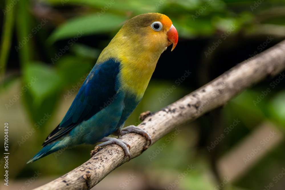 Fischer's lovebird (Agapornis fischeri) is a small parrot species of the genus Agapornis