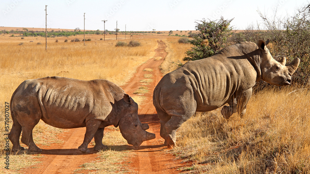 Fototapeta premium Rhinoceros close up. The white rhinoceros, white rhino or square-lipped rhinoceros (Ceratotherium simum) is the largest extant species of rhinoceros.