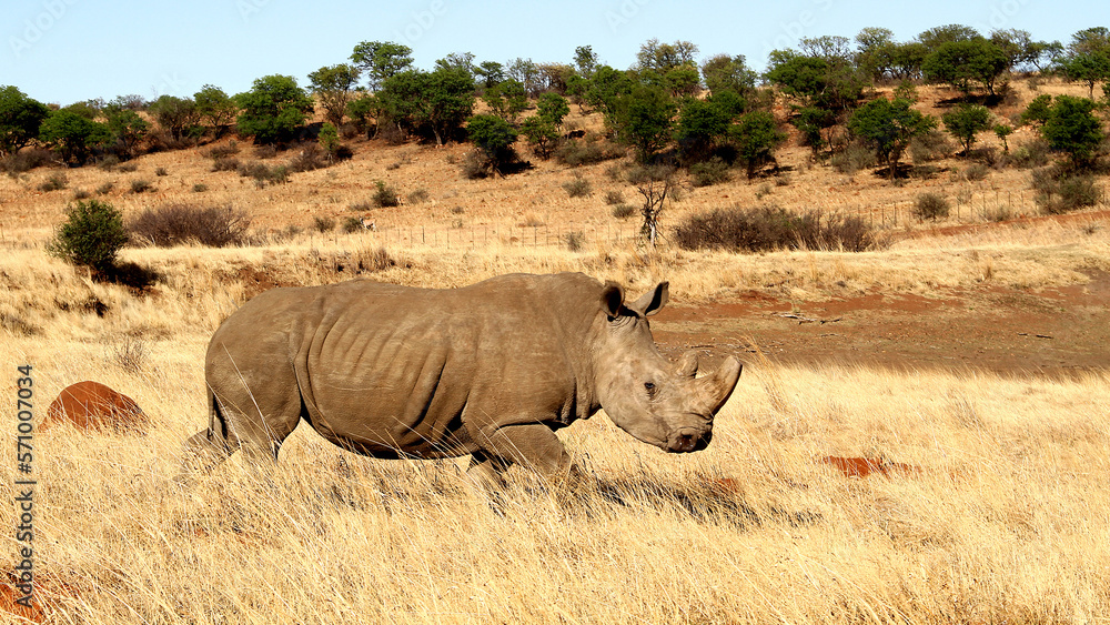 Rhinoceros close up. The white rhinoceros, white rhino or square-lipped rhinoceros (Ceratotherium simum) is the largest extant species of rhinoceros. Rhinoceros close up. The white rhinoceros, white rhino or square-lipped rhinoceros (Ceratotherium simum) is the largest extant species of rhinoceros.