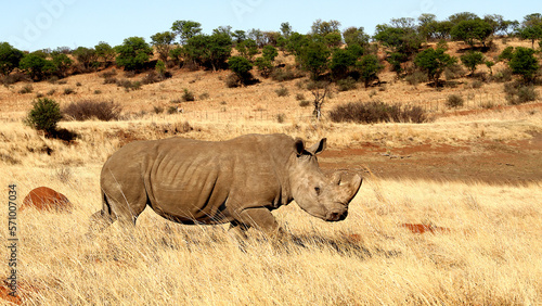 Rhinoceros close up. The white rhinoceros, white rhino or square-lipped rhinoceros (Ceratotherium simum) is the largest extant species of rhinoceros.