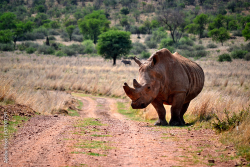 Rhinoceros walking on a red dirt road. The southern white rhino lives in the grasslands, savannahs, and shrublands of southern Africa, ranging from South Africa to Zambia.  photo