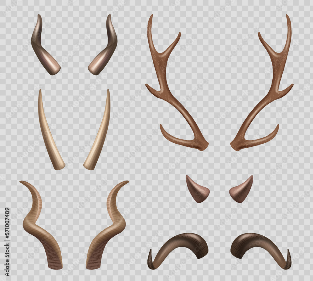 Animals horns. Moose sheep goat different types of horns decent vector realistic illustrations
