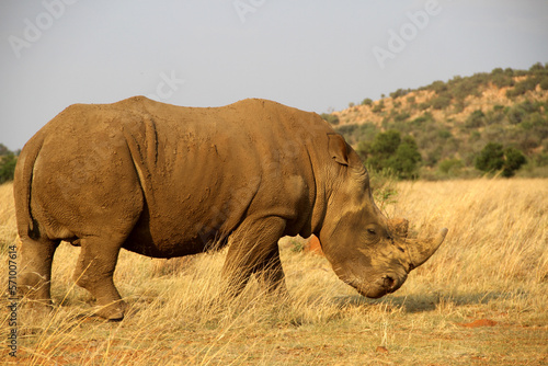 Rhinoceros, very protective,  Faan Meintjies, North West, SouthAfrica. The southern white rhinoceros is one of largest and heaviest land animals in the world. It has an immense body and large head.  photo