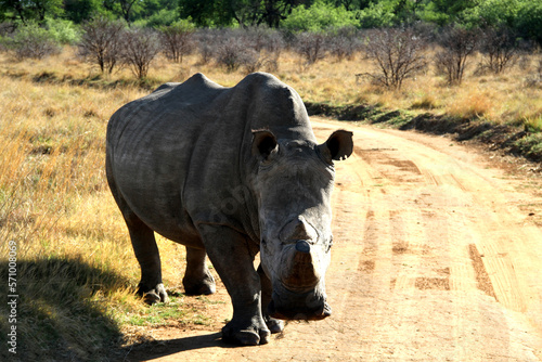 Rhinoceros  very protective   Faan Meintjies  North West  SouthAfrica. The southern white rhinoceros is one of largest and heaviest land animals in the world. It has an immense body and large head. 