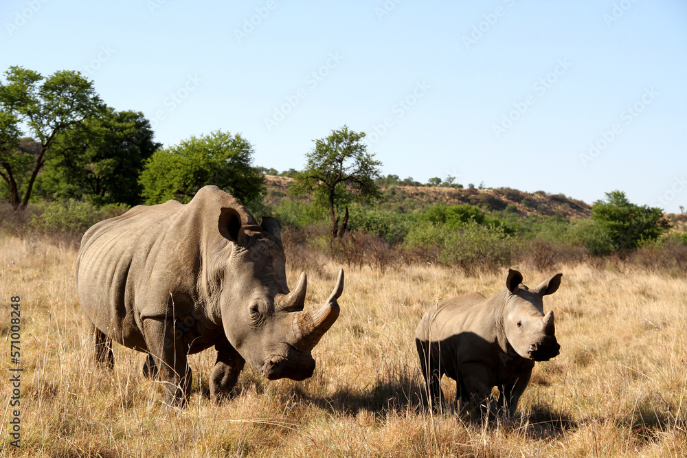 Rhinoceros family with calf. Faan Meintjies, North West, SouthAfrica. The southern white rhinoceros is one of largest and heaviest land animals in the world. It has an immense body and large head. Rhinoceros family with calf. Faan Meintjies, North West, SouthAfrica. The southern white rhinoceros is one of largest and heaviest land animals in the world. It has an immense body and large head.
