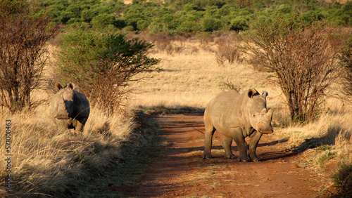 Two rhino calves in a red dirt road. The southern white rhinoceros is one of largest and heaviest land animals in the world. It has an immense body and large head, a short neck and broad chest. 