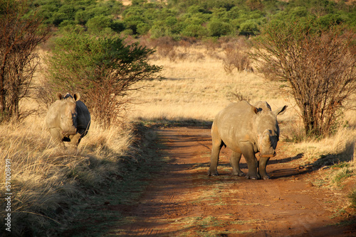 Two rhino calves in a red dirt road. The southern white rhinoceros is one of largest and heaviest land animals in the world. It has an immense body and large head, a short neck and broad chest. 