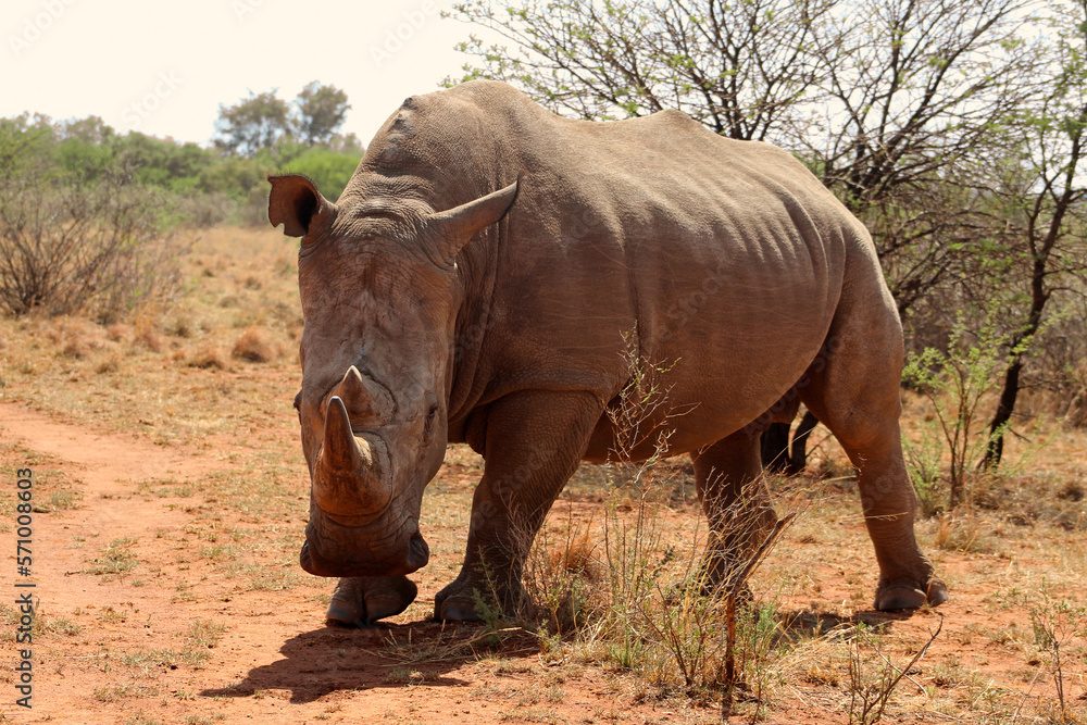 Rhinoceros walking on a red dirt road. The southern white rhino lives in the grasslands, savannahs, and shrublands of southern Africa, ranging from South Africa to Zambia. Rhinoceros walking on a red dirt road. The southern white rhino lives in the grasslands, savannahs, and shrublands of southern Africa, ranging from South Africa to Zambia.