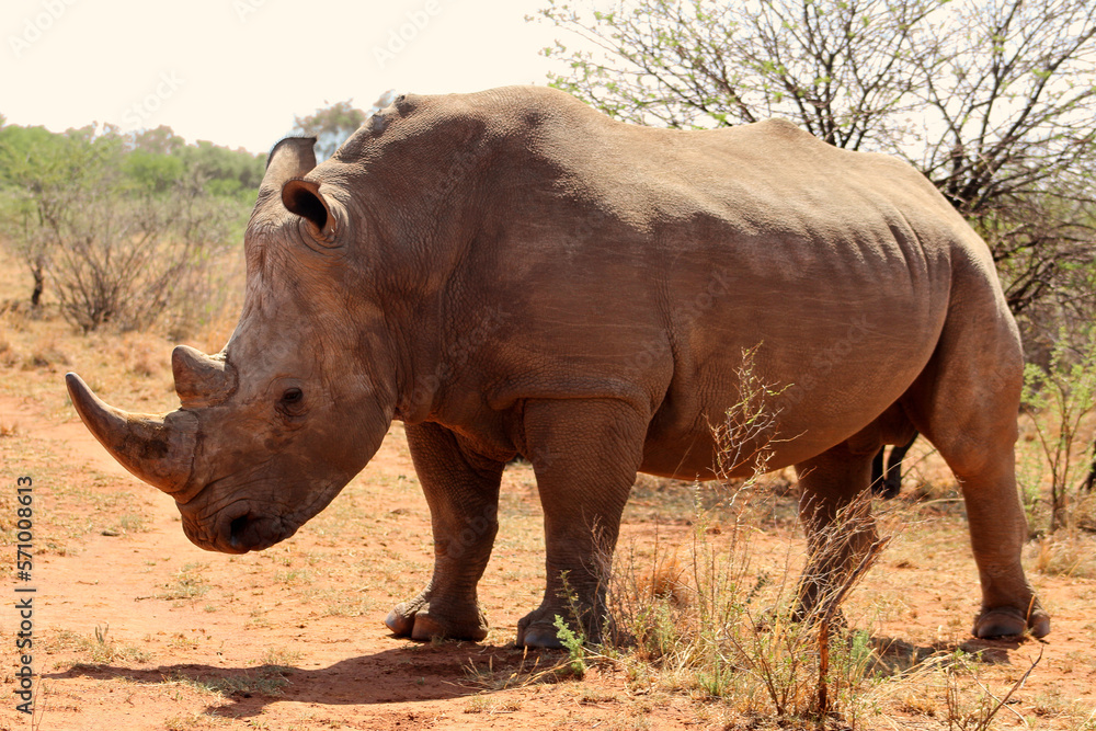 Naklejka premium Rhinoceros walking on a red dirt road. The southern white rhino lives in the grasslands, savannahs, and shrublands of southern Africa, ranging from South Africa to Zambia.