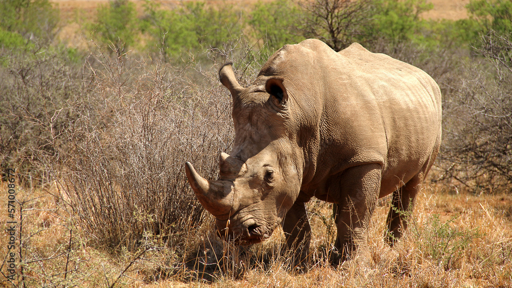 Rhino close up photo, Faan Meintjes, Northwest. The southern white rhinoceros is listed as Near Threatened; it is mostly threatened by habitat loss, continuous poaching in recent years.