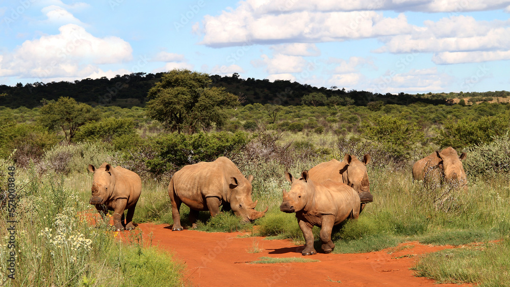 Obraz premium Rhinoceros family with calf. Faan Meintjies, North West, SouthAfrica. The southern white rhinoceros is one of largest and heaviest land animals in the world. It has an immense body and large head