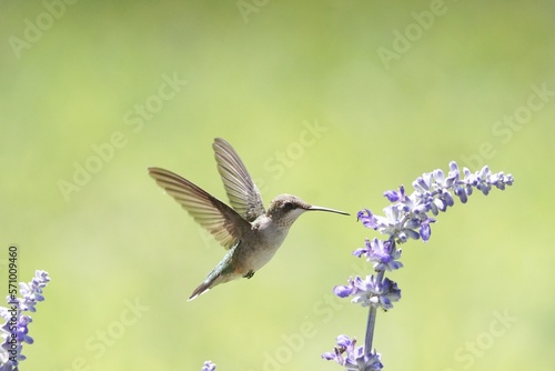 A close up of a female Ruby-Throated Hummingbird hovering and feeding on the lavender blossoms nectar.