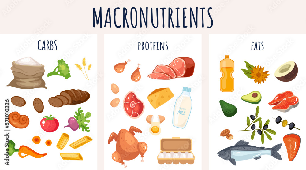 Food protein carbohydrate fiber nutrition macronutrients infographic concept. Vector graphic design illustration