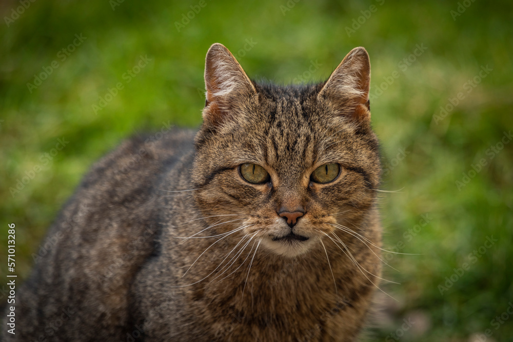 Tabby brown male cat with curved mouth outside in winter day without snow
