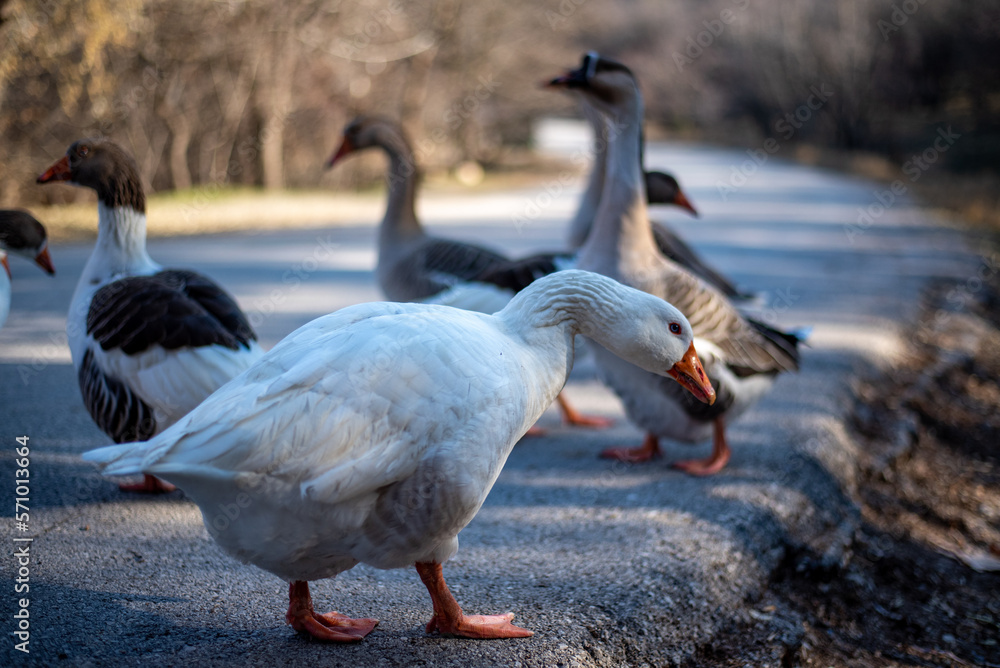 Obraz premium geese on the beach