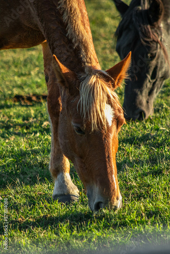 Fotografie Retrato de caballo padrillo pastando en el campo junto a otro caballo, al atarde