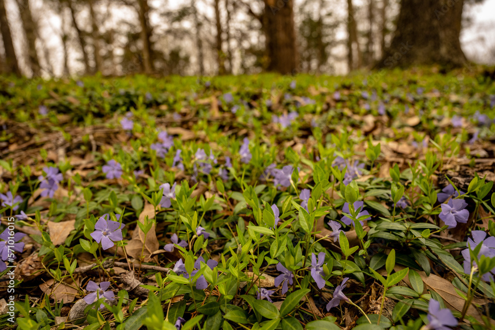 Purple Flowers Carpet The Forest Floor In Spring Purple Flowers Carpet The Forest Floor In Spring