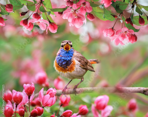 colorful bird male bluethroat sings sitting on a blooming pink a branch of an...