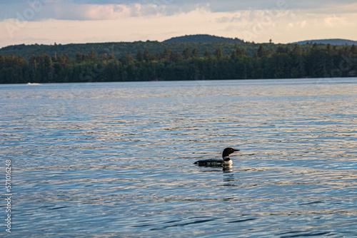 Fotografía loon in the lake
