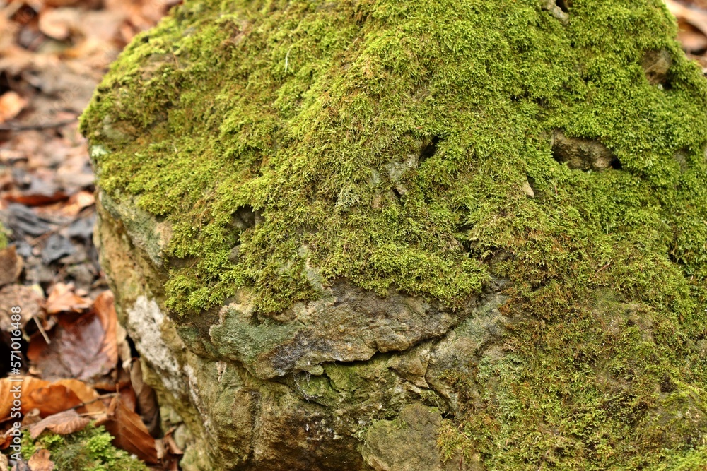 Bemooster Stein mit Gesicht Bemooster Stein mit Gesicht
