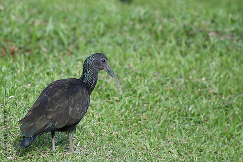 Green Ibis