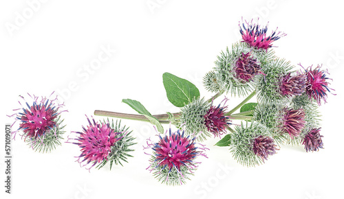 Burdock flowers with green leaves isolated on a white background. Prickly heads or Burdock flowers.