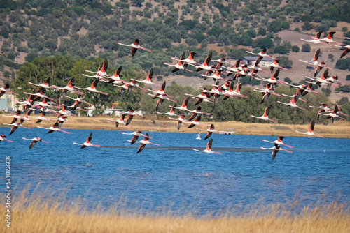 flock of flamingos