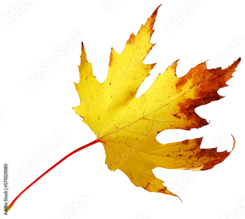 yellow autumn maple leaf isolated on a white.