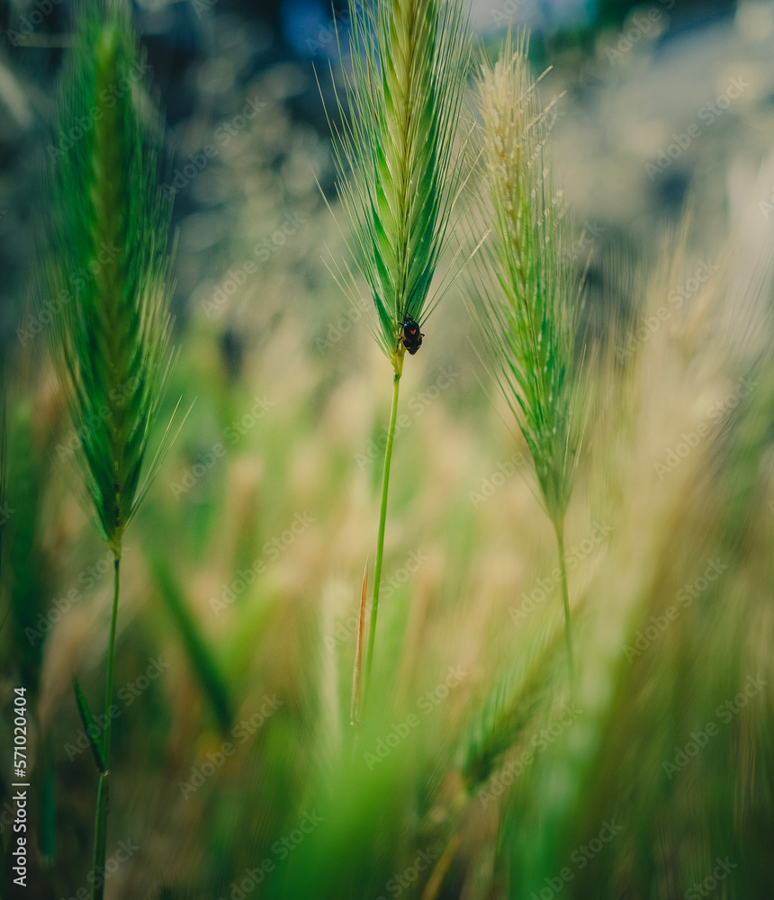 Fototapeta premium field of wheat