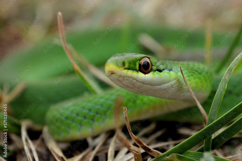 snake in the grass snake in the grass
