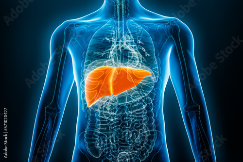 Xray anterior or front view of human liver 3D rendering illustration with male body contours. Anatomy, organ of digestive system, medical, biology, science, healthcare concepts.