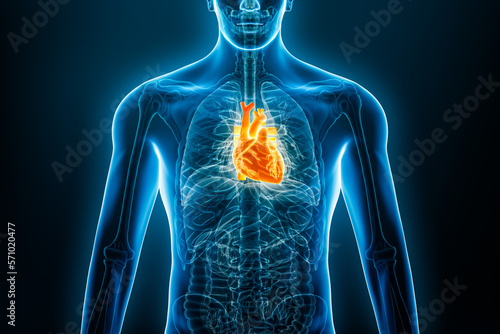 Xray anterior or front view of human heart 3D rendering illustration with male body contours. Anatomy, cardiovascular system, medical, biology, science, healthcare concepts.
