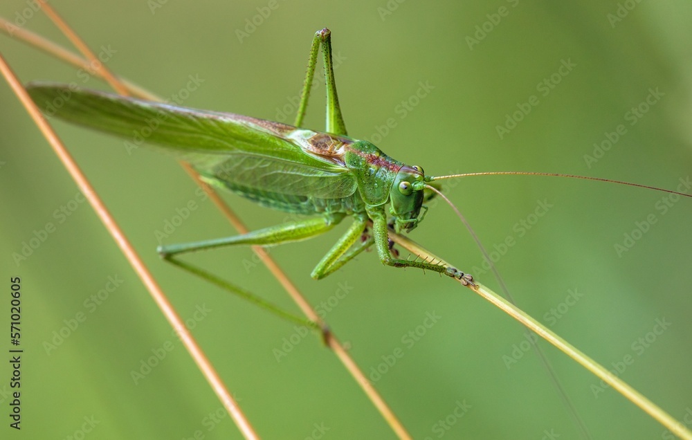 Grasshopper great green Tettigonia viridissima Grasshopper great green Tettigonia viridissima