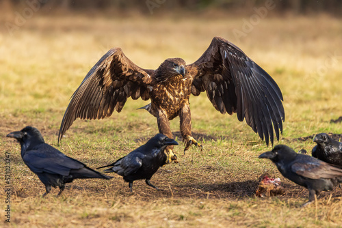 White-tailed eagle (Haliaeetus albicilla) lands among the ravens