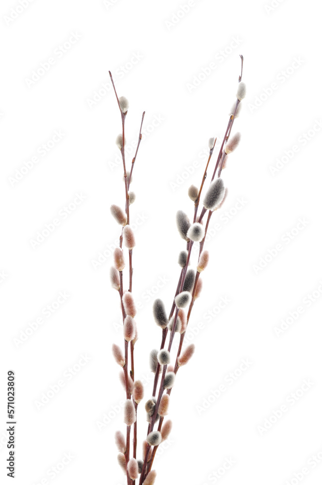Spring willow branches. Spring willow branches.