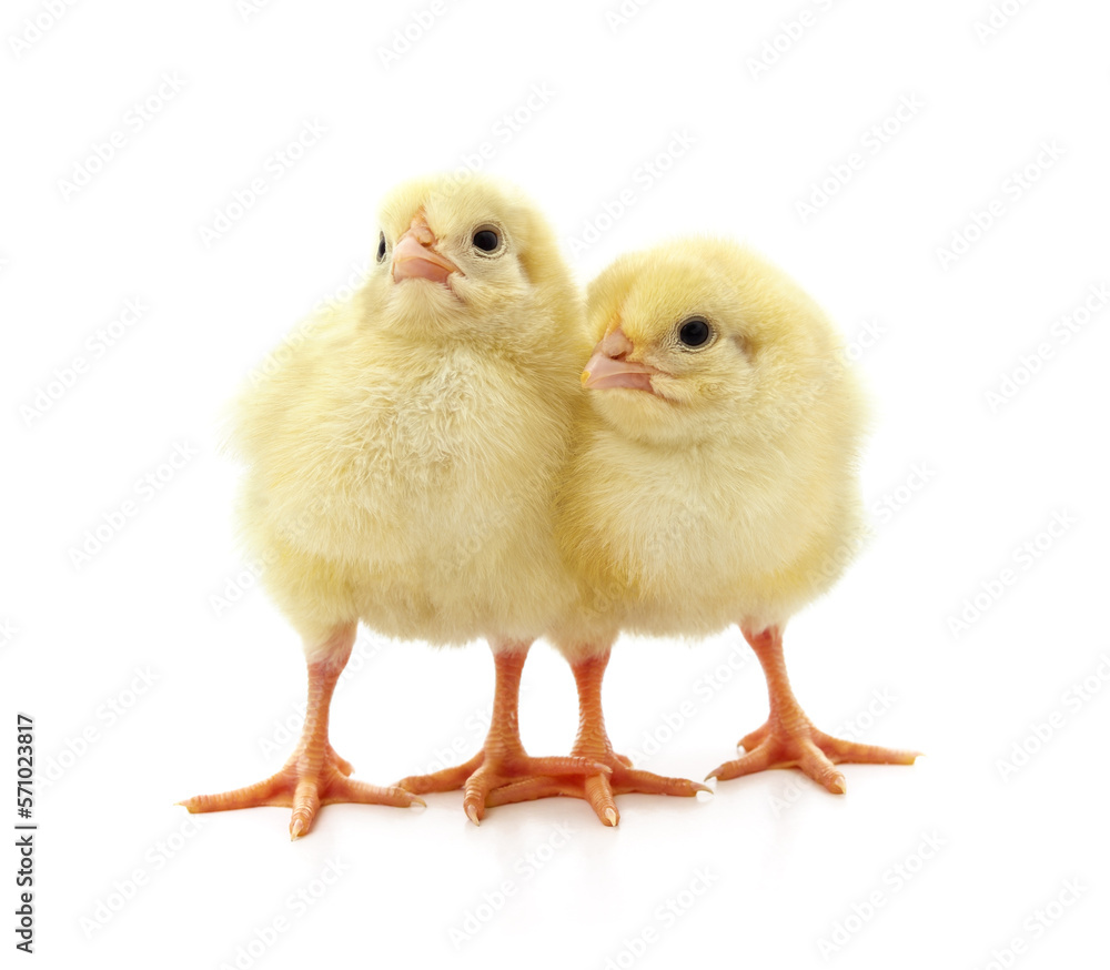 Two yellow chickens.