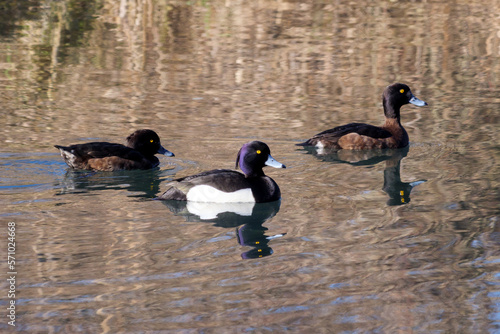 tufted duck - Aythya fuligula male with two females on Danube river channel