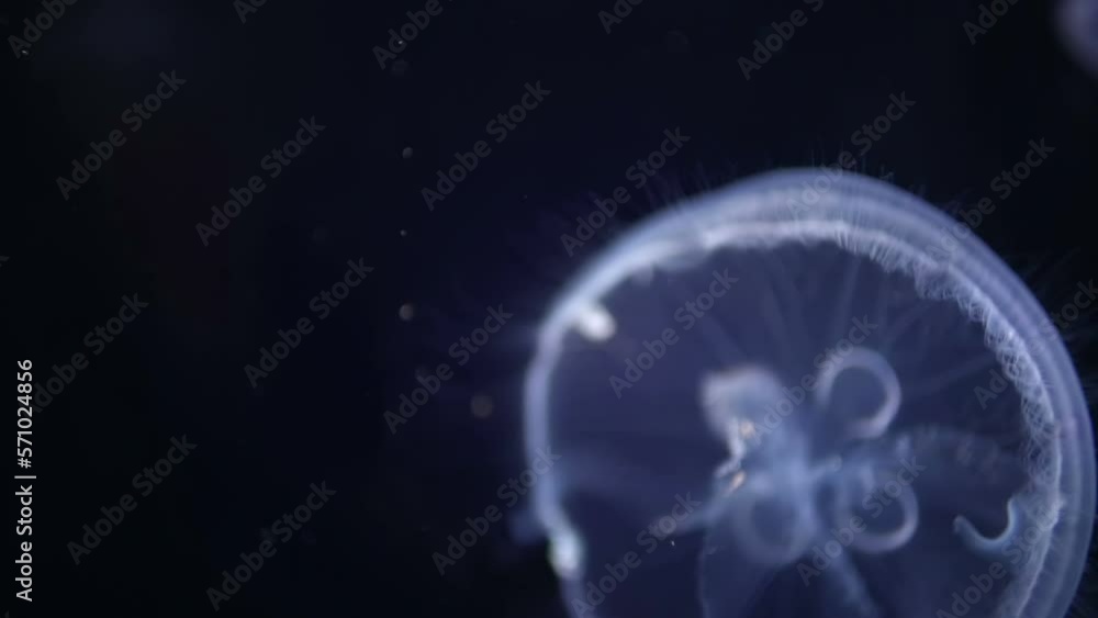 Jellyfish in aquarium Jellyfish in aquarium