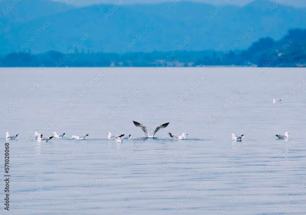 swans on the lake