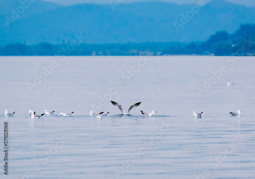 swans on the lake