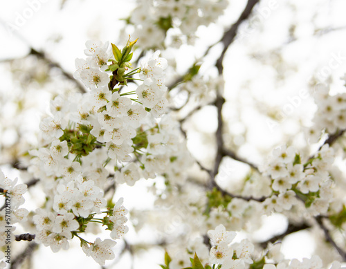 white blossoms close up nature branches