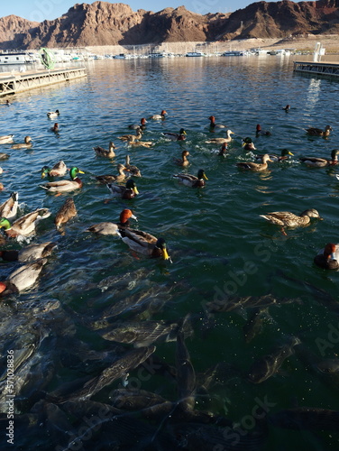Photography Fish and wildlife in Lake Mead water near Las Vegas